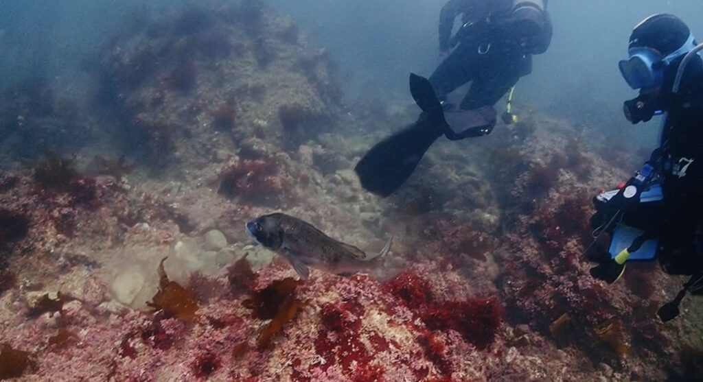葉山の海でダイビングショップNANAさん撮影中についてきた鯛
